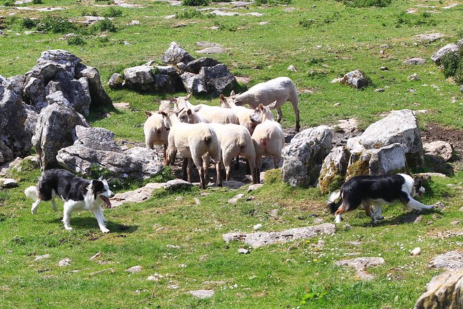 6-Day Magical Southern Explorer Small Group Tour - The Burren Farm Experience and Burren National Park: hands-on Ireland, not just photos
