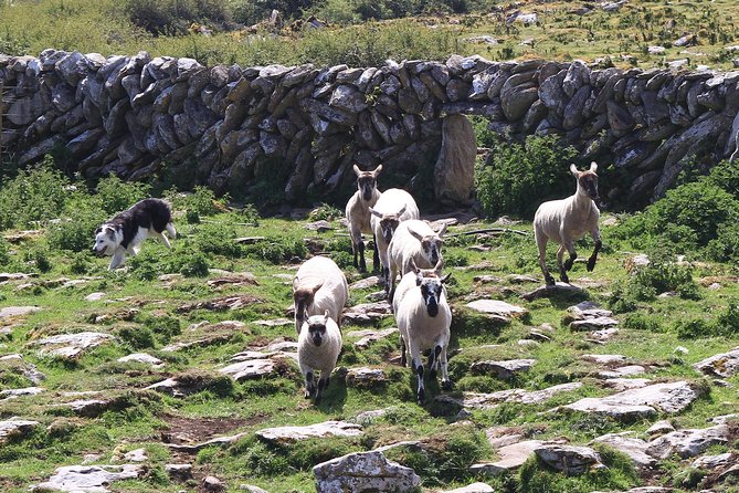 8 Day Emerald Explorer Small Group of tour of Ireland - Day 5: Conor Pass, the Burren ferry crossing, and the Cliffs of Moher wow-factor
