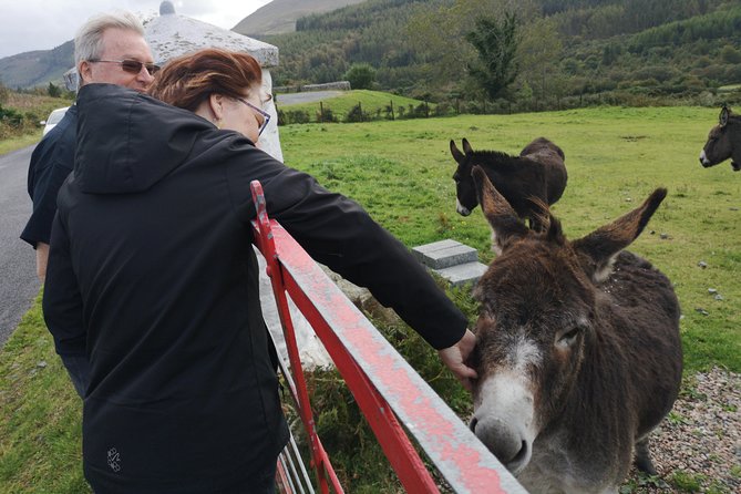 Cliffs of Moher & Galway Bay private tour or Galway city day trip - Key highlights worth planning around