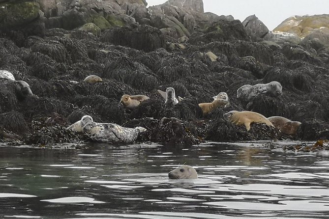 Dublin Bay Seal Kayaking Safari at Dalkey - Dalkey Island Stop: Ruins, Towers, and a Weather-Dependent Bonus