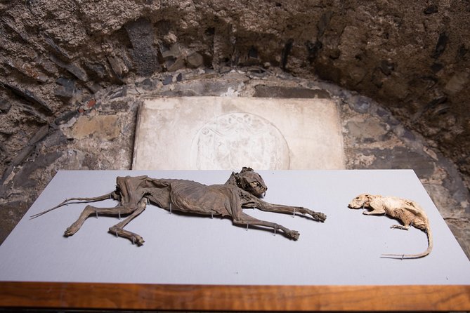 Dublin Christ Church Cathedral Admission Ticket - The crypt exhibition: where the real wow-factor lives