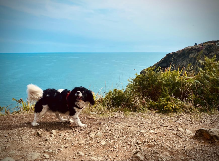 Dublin: Dublin Coastal Hike and Pints & Puppies - Viking and Norman Stories, Plus the 700-Year-Old Castle Stop