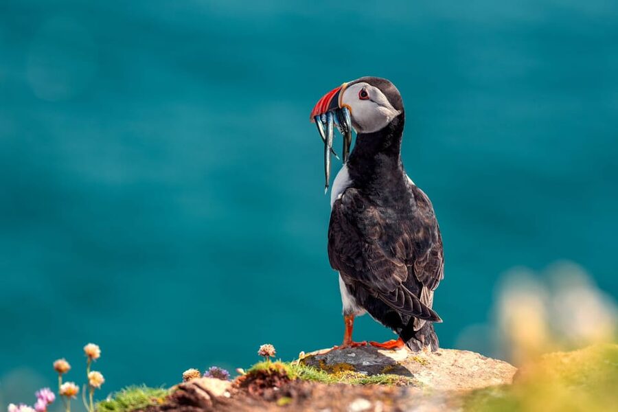 Dublin: Ferry from Howth to Ireland's Eye island - One hour on Ireland’s Eye: self-guided walking, puffins, and the Martello tower
