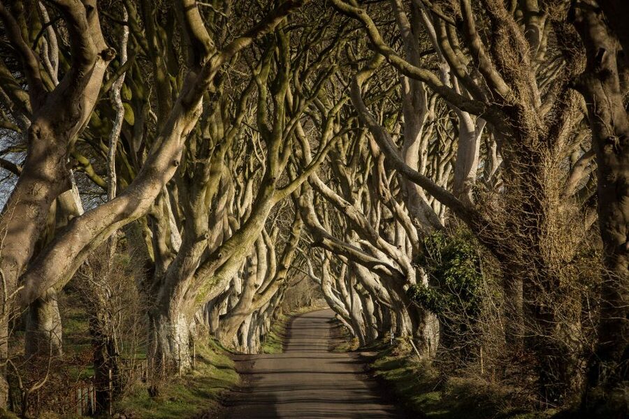 Dublin: Giant's Causeway, Dark Hedges & Titanic Guided Tour - How the Dublin morning works (and why timing matters)