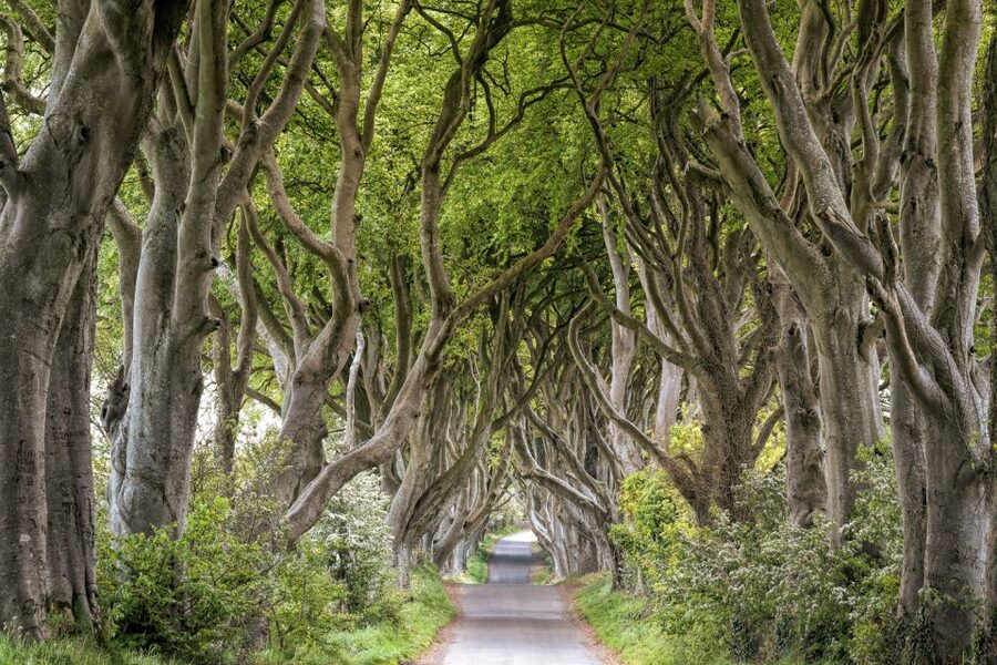 Dublin: Giants Causeway, Dark Hedges, Dunluce & Belfast Tour - Dunluce Castle ruins: House of Greyjoy vibes, real wind included