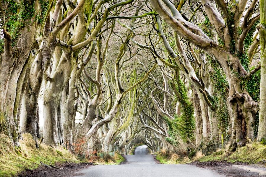 Dublin: Giants Causeway, Dark Hedges, Dunluce & Belfast Tour - Price and value: why $94 can work (and when it won’t)