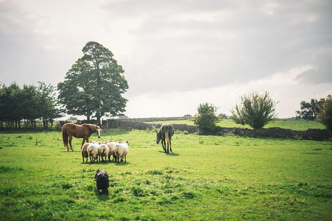 Dublin: Glendalough, Wicklow, Kilkenny and Sheepdog demonstration - Key highlights worth knowing before you go