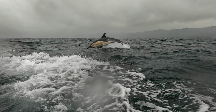 Dublin: History and Wildlife Boat Tour with Live Commentary - Setting off from Goat Boat Tours in Dun Laoghaire
