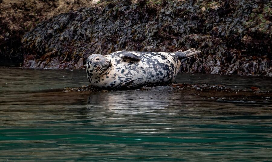 Dublin: History and Wildlife Boat Tour with Live Commentary - Cruising Dublin Bay in a rib built for real waves