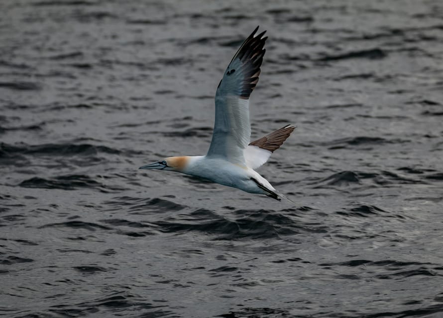 Dublin: History and Wildlife Boat Tour with Live Commentary - Wildlife watching: seals, seabirds, and the chance at dolphins