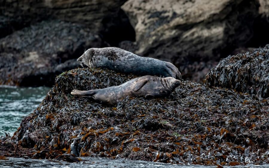 Dublin: History and Wildlife Boat Tour with Live Commentary - Dalkey Island photo stop and the extra in-between moments