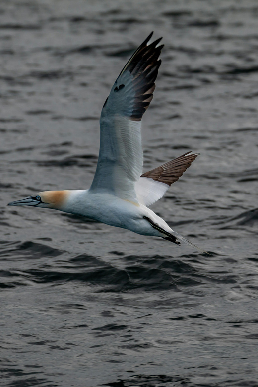 Dublin: History and Wildlife Boat Tour with Live Commentary - Safety briefing, life jackets, and the comfort setup that matters
