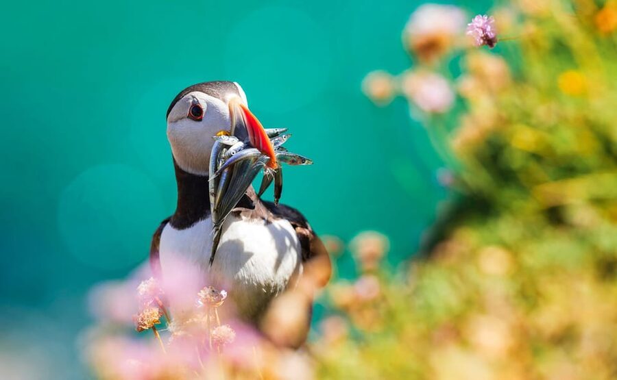 Dublin: Howth Coast and Ireland's Eye Boat Tour - Who should book this cruise (and who might want a different option)