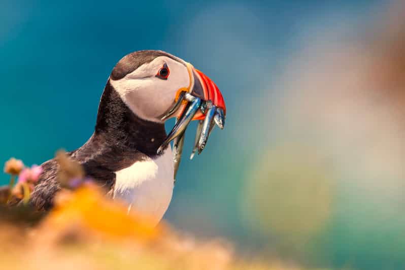 Dublin: Howth Coast and Ireland's Eye Boat Tour - Ireland’s Eye, seals, and seabirds: why this wildlife sanctuary angle matters
