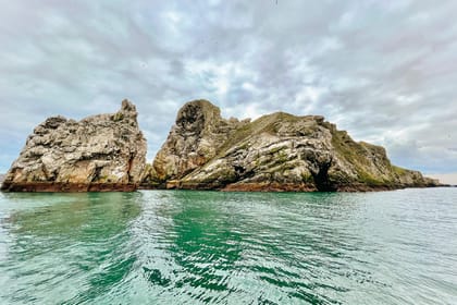 Dublin: Howth Coastal Boat Tour - Wildlife odds: puffins, seals, gannets, and dolphins