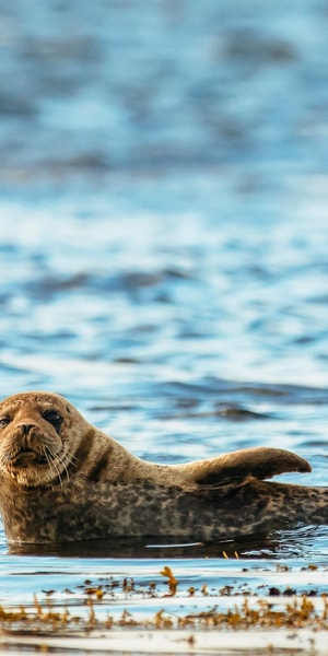 Dublin: Howth Coastal Boat Tour - What to do before you board: small prep that makes a big difference