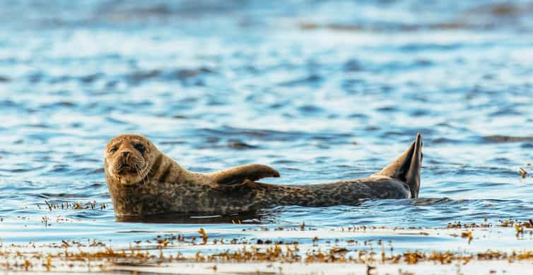Dublin: Howth Coastal Boat Tour - UNESCO Dublin Bay Biosphere: Howth Cliffs and the coastal views you come for