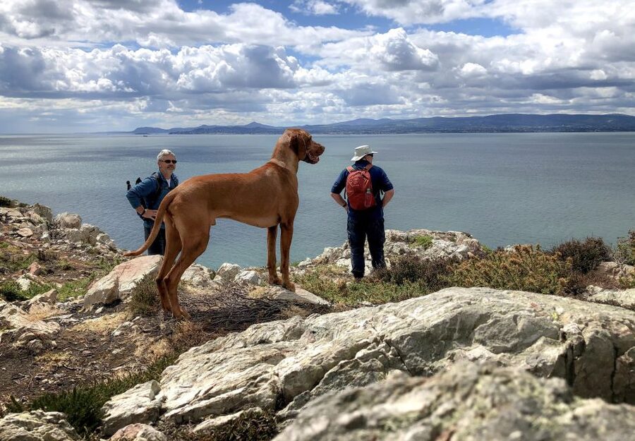 Dublin: Howth Coastal Hiking Tour - From Howth Market to Bodega Coffee: Starting Easy
