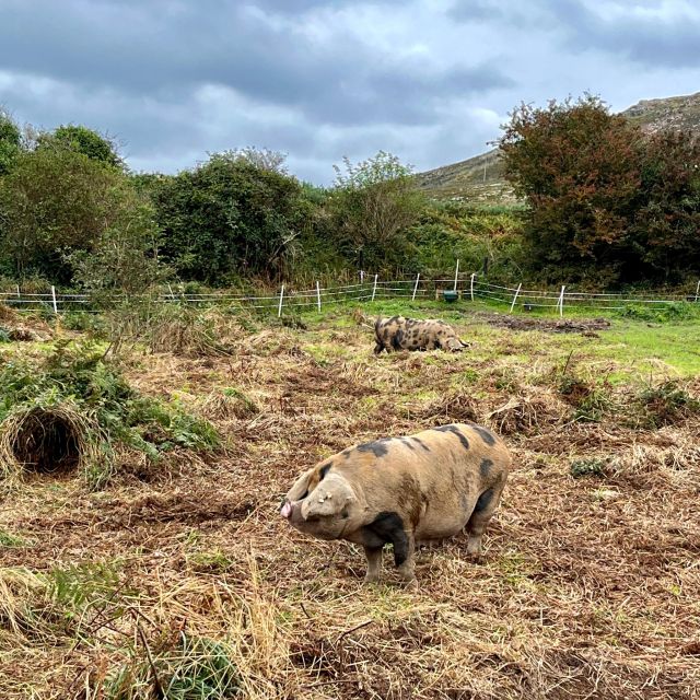 Dublin: Howth Safari Hiking Tour - Who This Tour Fits Best (and Who Should Skip It)