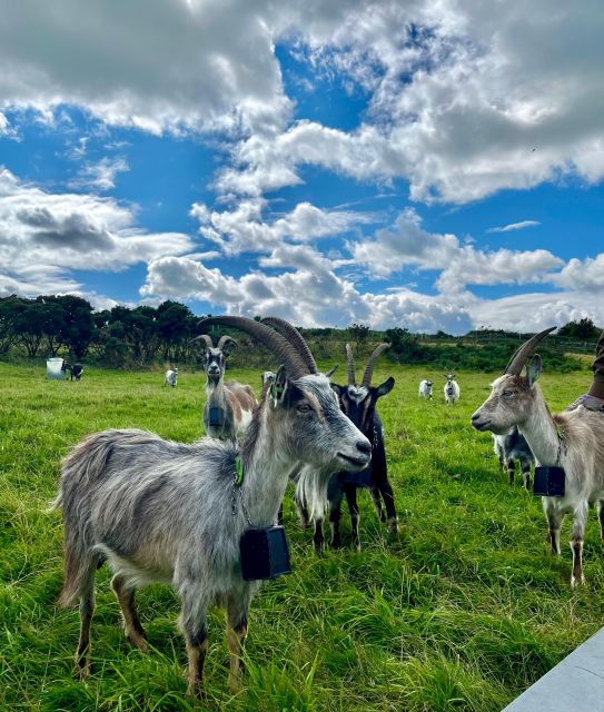 Dublin: Howth Safari Hiking Tour - Red Rock and the Beach Stops: Where the Hike Turns Into Coastal Exploration