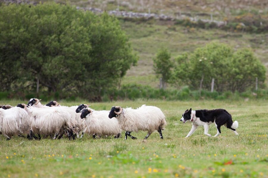 Dublin: Kilkenny, Wicklow & Glendalough Tour & Sheepdog Show - The Wicklow Mountains drive: scenic roads and film-famous scenery