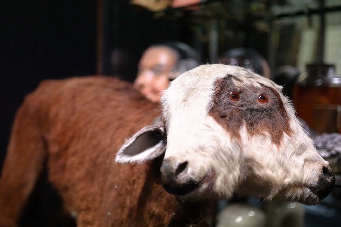 Dublin Museum of Curiosities - Getting there: near public transport and easy to slot into a day