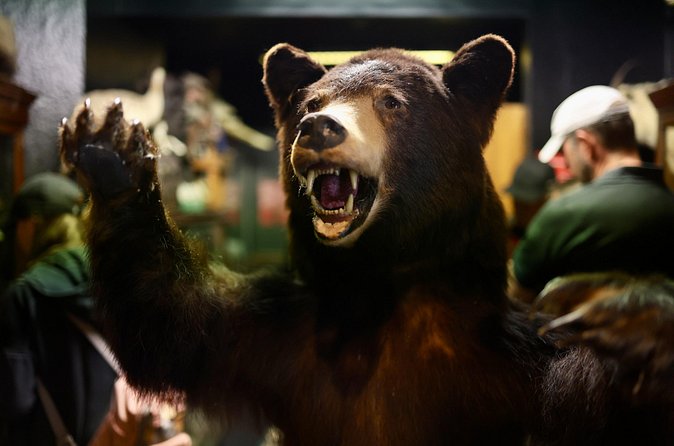 Dublin Museum of Curiosities - Who should book Dublin’s Museum of Curiosities?