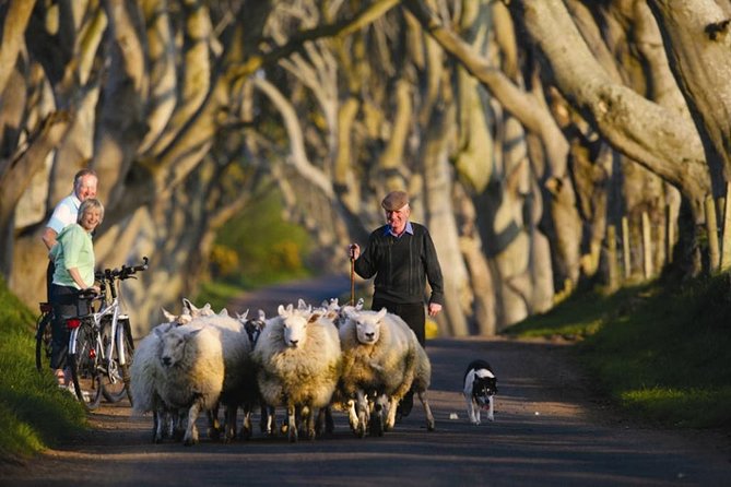 Dublin to Dunluce Castle, Giant's Causeway, Dark Hedges & Belfast - Dunluce Castle on the basalt cliffs: from clan stronghold to Pyke atmosphere