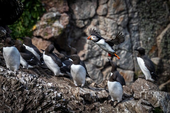 Ferry to Ireland's Eye in Howth - Key Highlights You Should Actually Care About