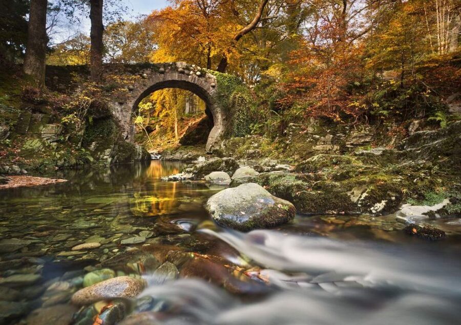 From Dublin: Game of Thrones Winterfell Locations Tour - Tollymore Forest Park: Direwolf pups and White Walker territory