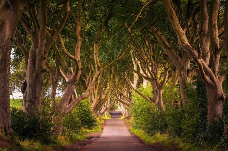 From Dublin: Giant's Causeway, Dark Hedge & Belfast Tour - The Molly Malone statue start: how to avoid first-day chaos
