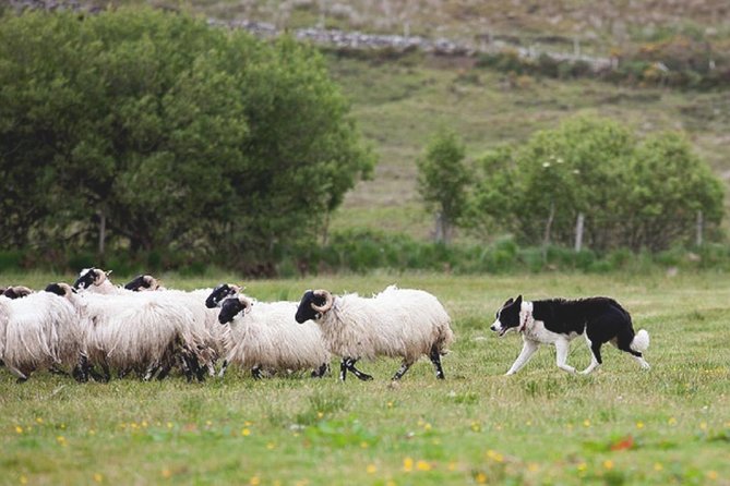 From Dublin: Wicklow, Glendalough, Waterfall & Sheepdog demo - Best Fit: Who This Tour Is For