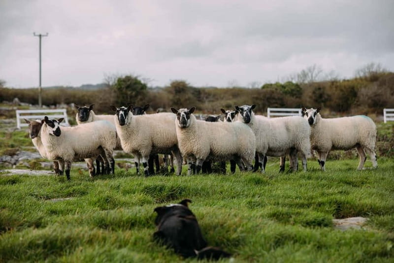 From Dublin: Wicklow, Glendalough, Waterfall & Sheepdog Demo - Timing, Pace, and What to Bring