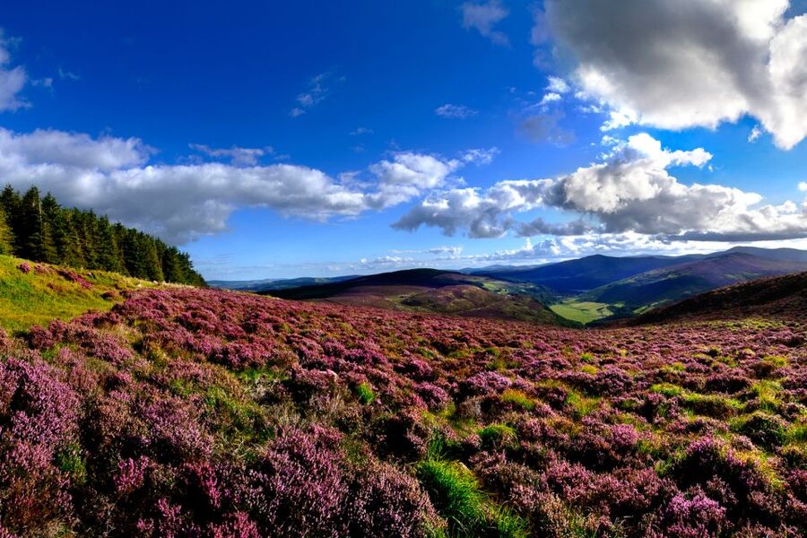From Dublin: Wicklow Mountains, Glendalough & Kilkenny Tour - Glendalough’s monastery walk: where the valley feels timeless