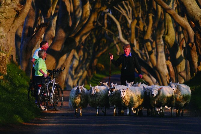 Giant's Causeway with the Titanic Exhibition and the best of Northern Ireland - The Dark Hedges: a 20-minute icon that makes the photos look easy