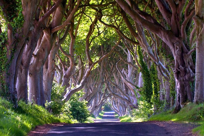 Giants Causeway, Belfast - Private Shore Excursion - Carrick-a-Rede rope bridge and the Dark Hedges add-ons