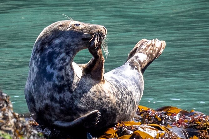 Ireland's Eye and Howth Coastal Boat Tour - Price and value: $18.10 for a short, story-driven island day