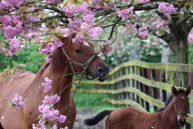 Irish National Stud & Gardens Skip the line Entrance - Your guided tour: stallions, mares, foals, and the Living Legends team