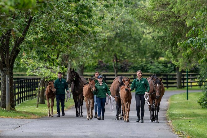 Irish National Stud & Gardens Skip the line Entrance - The Irish Racehorse Experience: how racing becomes understandable