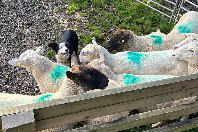 Sheepdogs in the countryside, authentic Dubliners city tour combo - Temple Bar as an optional pivot: live music if you want it