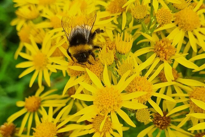 Spring Tonic Foraging Tour - Meeting at Country Market: your start matters