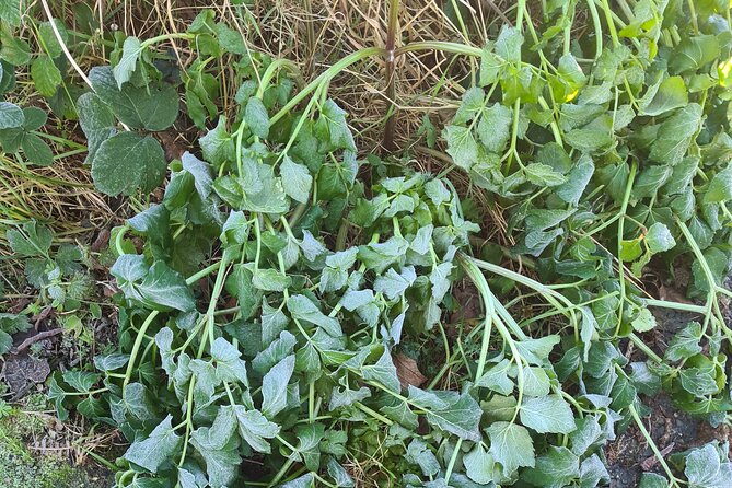 Spring Tonic Foraging Tour - Secret trails, hills, and mountains: views plus a little effort