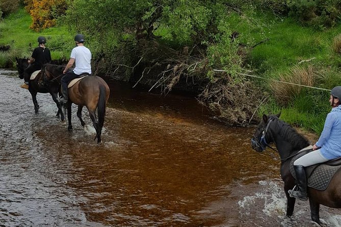 Wicklow Mountains Horse Trekking - Price and value: is $90.70 worth it?