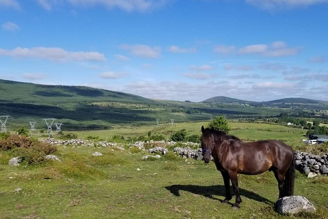Wicklow Mountains Horse Trekking - Before you ride: lesson, safety, and horse matching that matters